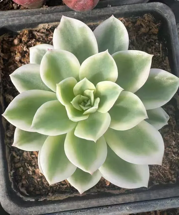 plant Aeonium Echeveria Haworthia  Caudex  Lithops Cactus  Agave 