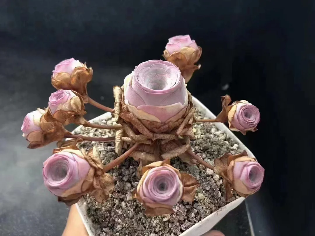 plant Aeonium Echeveria Haworthia  Caudex  Lithops Cactus  Agave 