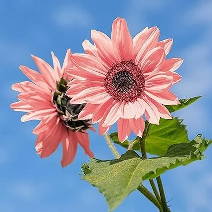 Artistic Midnight Oil Pink Sunflowers Capture in HD Artistic Midnight Oil Pink Sunflowers Capture in HD