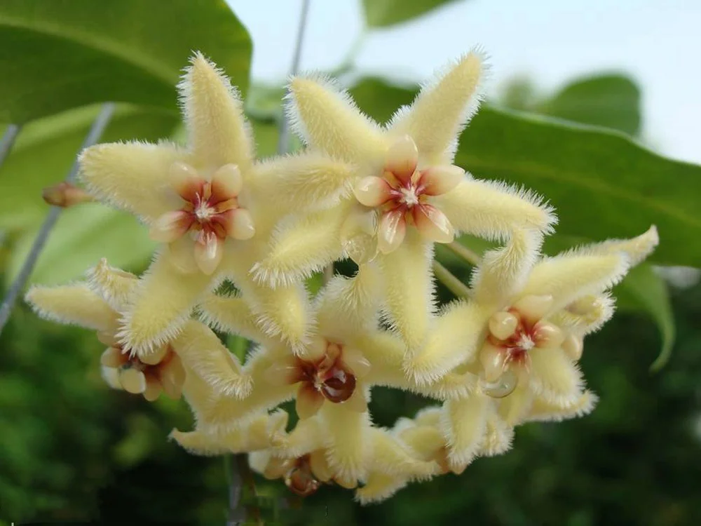 Hoya buotii sunrise
