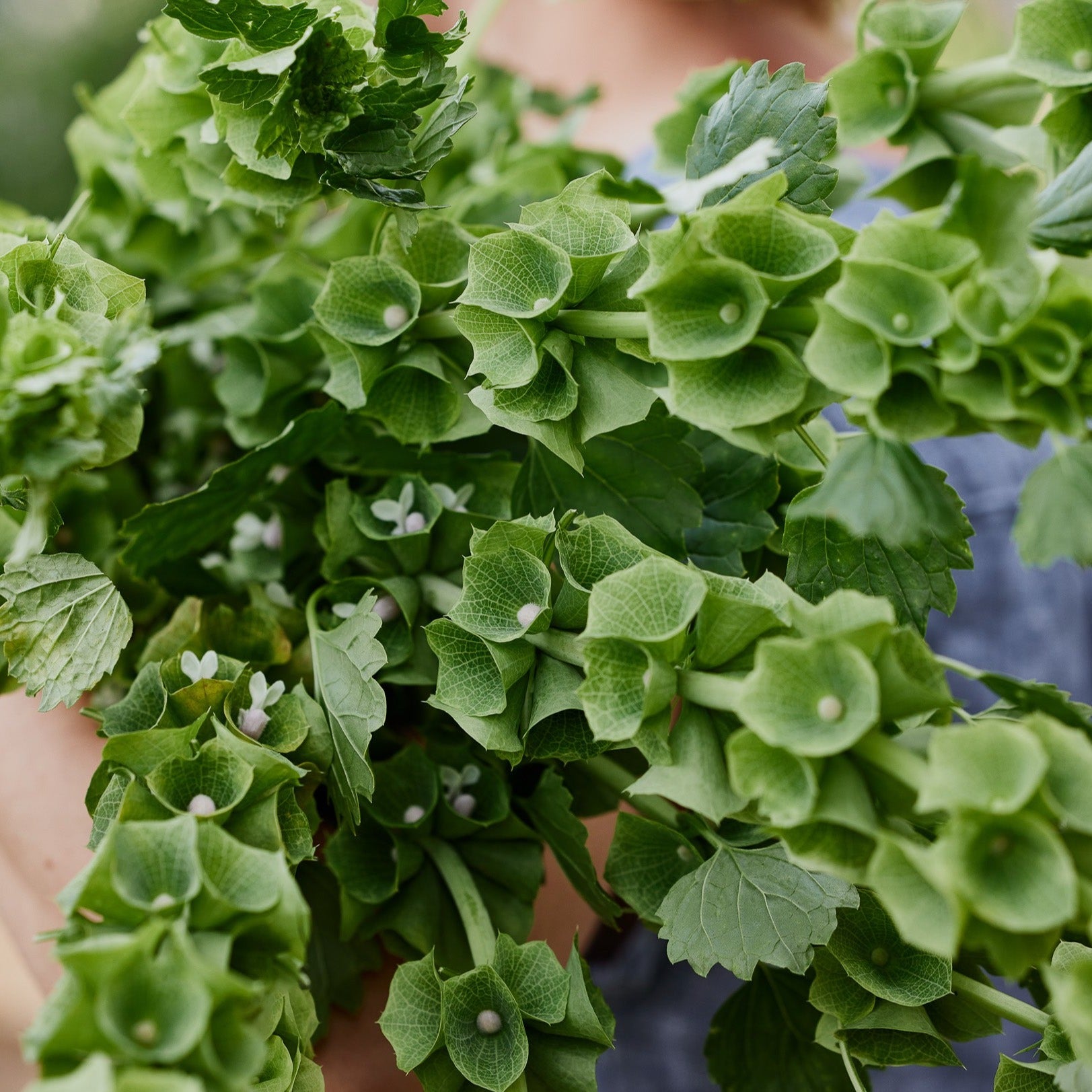 Bells Of Ireland Flower | X 50 Seeds