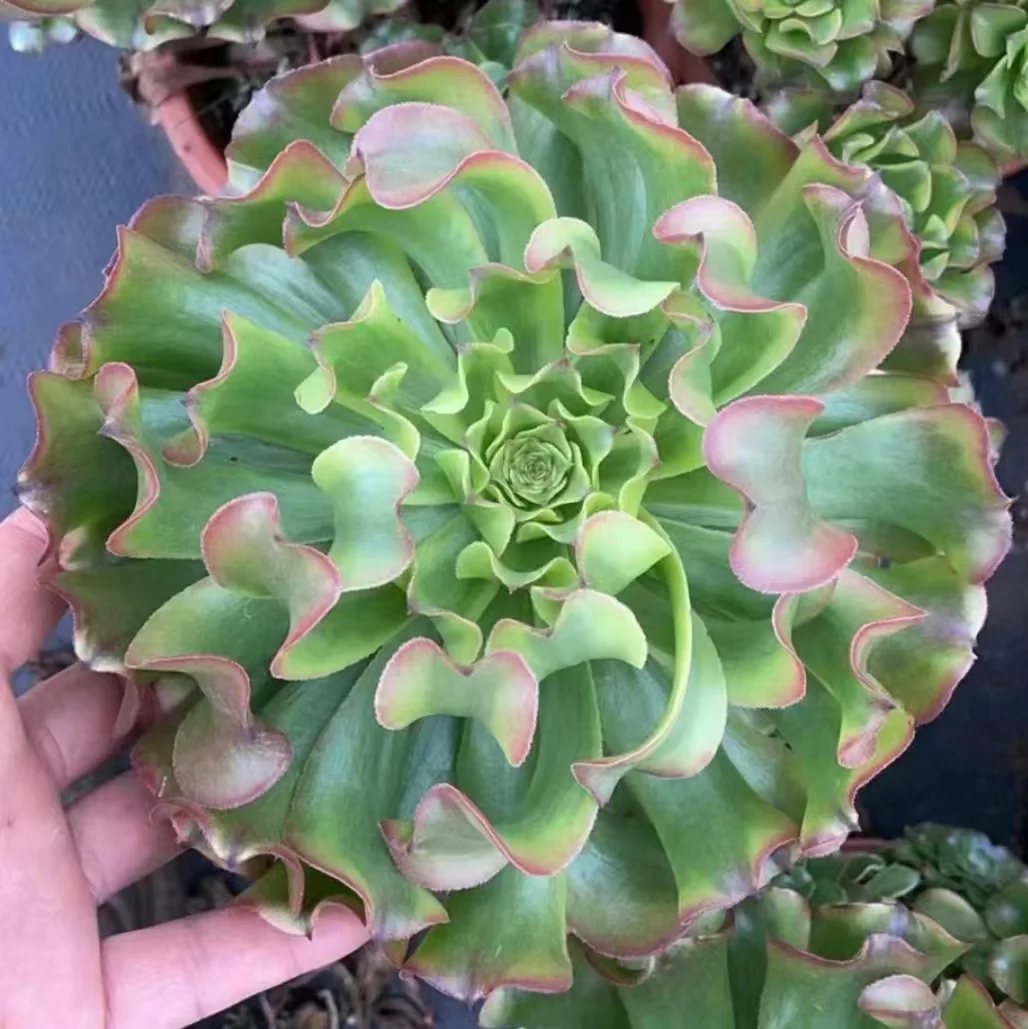 plant Aeonium Echeveria Haworthia  Caudex  Lithops Cactus  Agave 