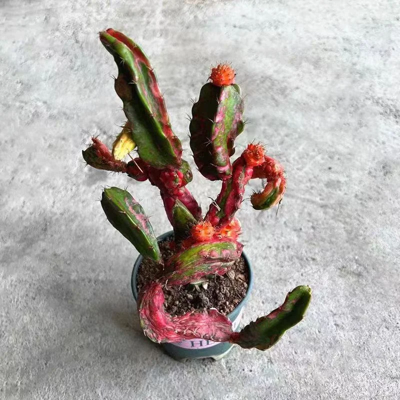 649. Hylocereus Hylocalycium × singulare single head 8-9cm /Cactus plants / Succulent plants/Garden landscape / Carefully select healthy plants