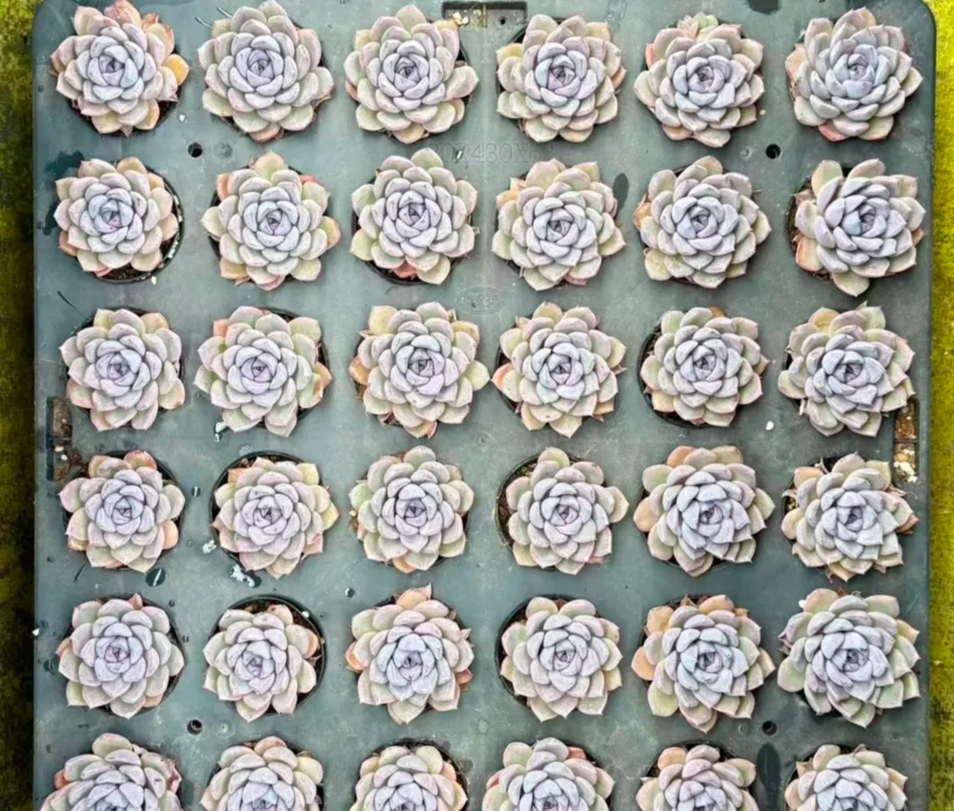 plant Aeonium Echeveria Haworthia  Caudex  Lithops Cactus  Agave 