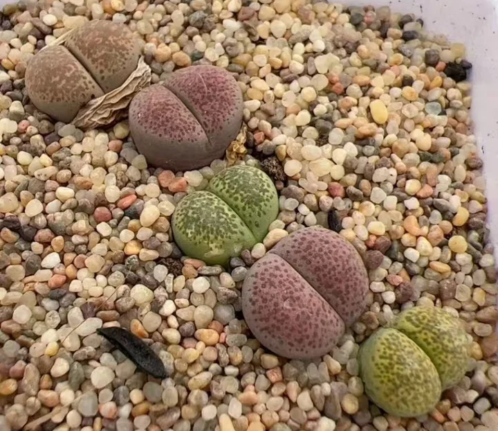 plant Aeonium Echeveria Haworthia  Caudex  Lithops Cactus  Agave 