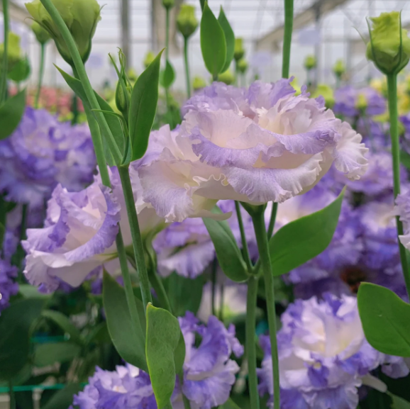 Premium Lisianthus Seeds – Grow Elegant, Long-Lasting Blooms in Your Garden