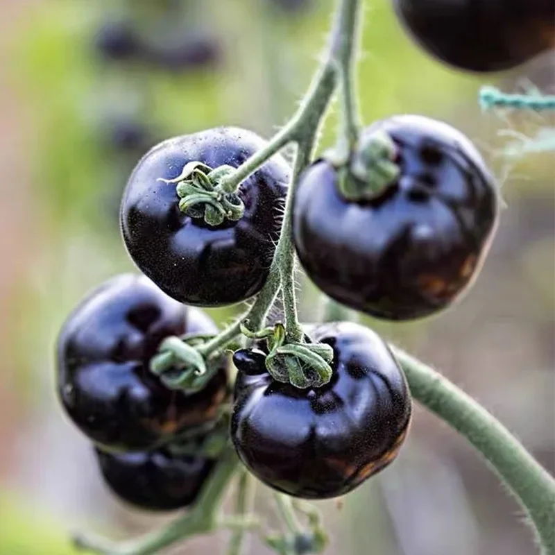 ✨Black Gem Tomato seeds