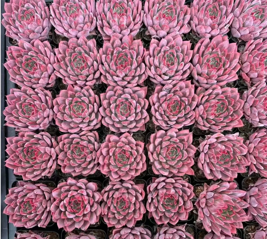 plant Aeonium Echeveria Haworthia  Caudex  Lithops Cactus  Agave 