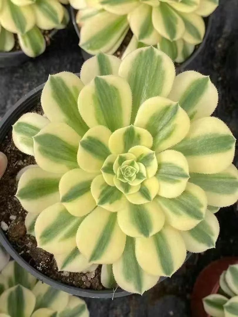 plant Aeonium Echeveria Haworthia  Caudex  Lithops Cactus  Agave 