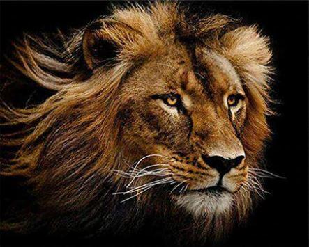 

Wild Lion – Paint By Numbers - 40*50CM, 501 Original