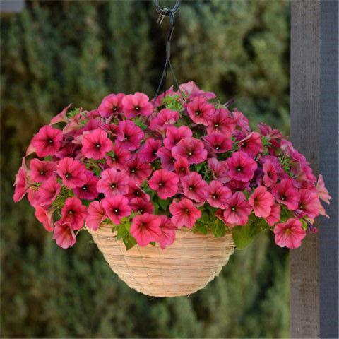 Multi-Colored  Petunia-Chilean Morning Glory Seeds