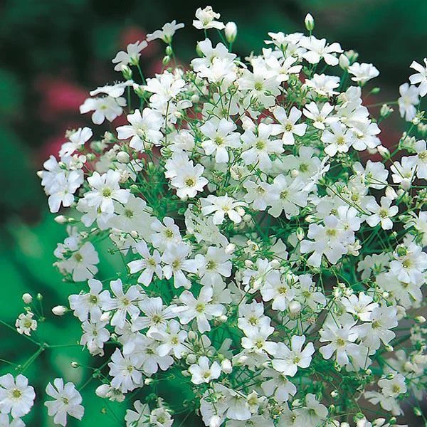 100pcs Gypsophila seeds Baby’s Breath Gypsophila