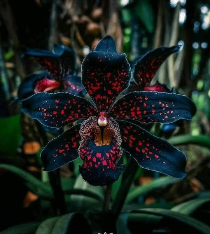 🦋Iris butterfly seeds