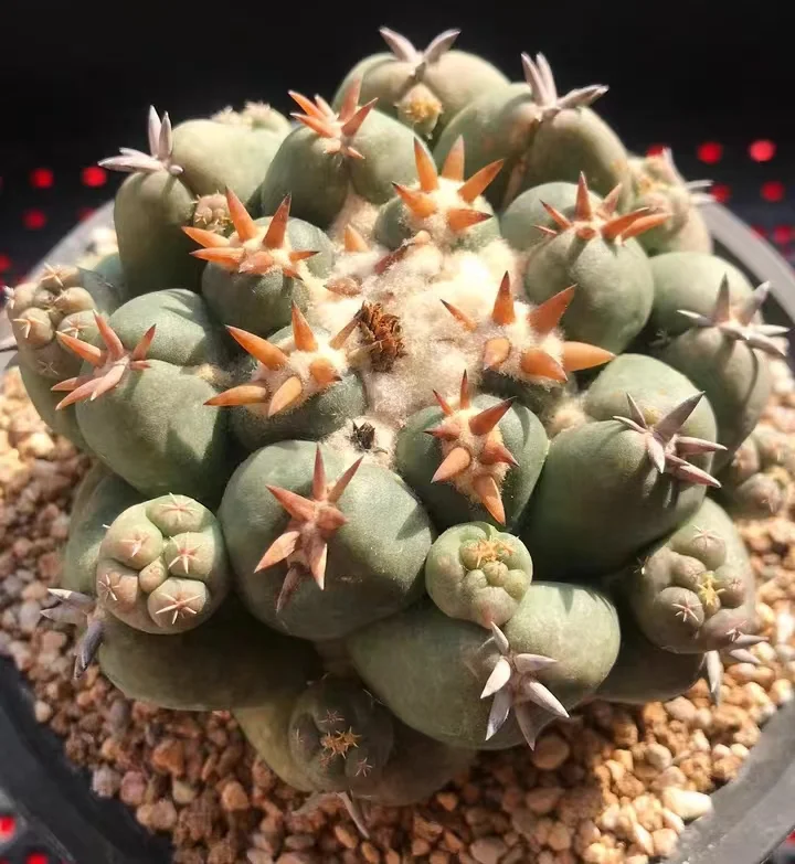 601.    Coryphantha elephantidens  has roots 3-4cm  /Cactus plants / Succulent plants / Garden landscape / Carefully select healthy plants