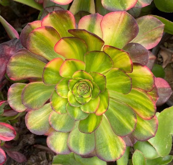 220. Halloween variation cutting 6-8cm/ Aeonium cutting/ Aeonium plants / Garden landscape / Carefully select healthy plants