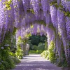 🌸WISTERIA - THE GARDEN&rsquo;S CASCADING BEAUTY ALL YEAR ROUND