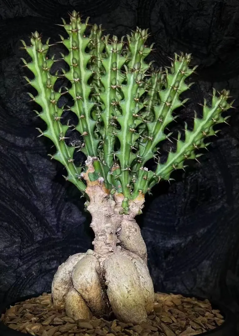 plant Aeonium Echeveria Haworthia  Caudex  Lithops Cactus  Agave 