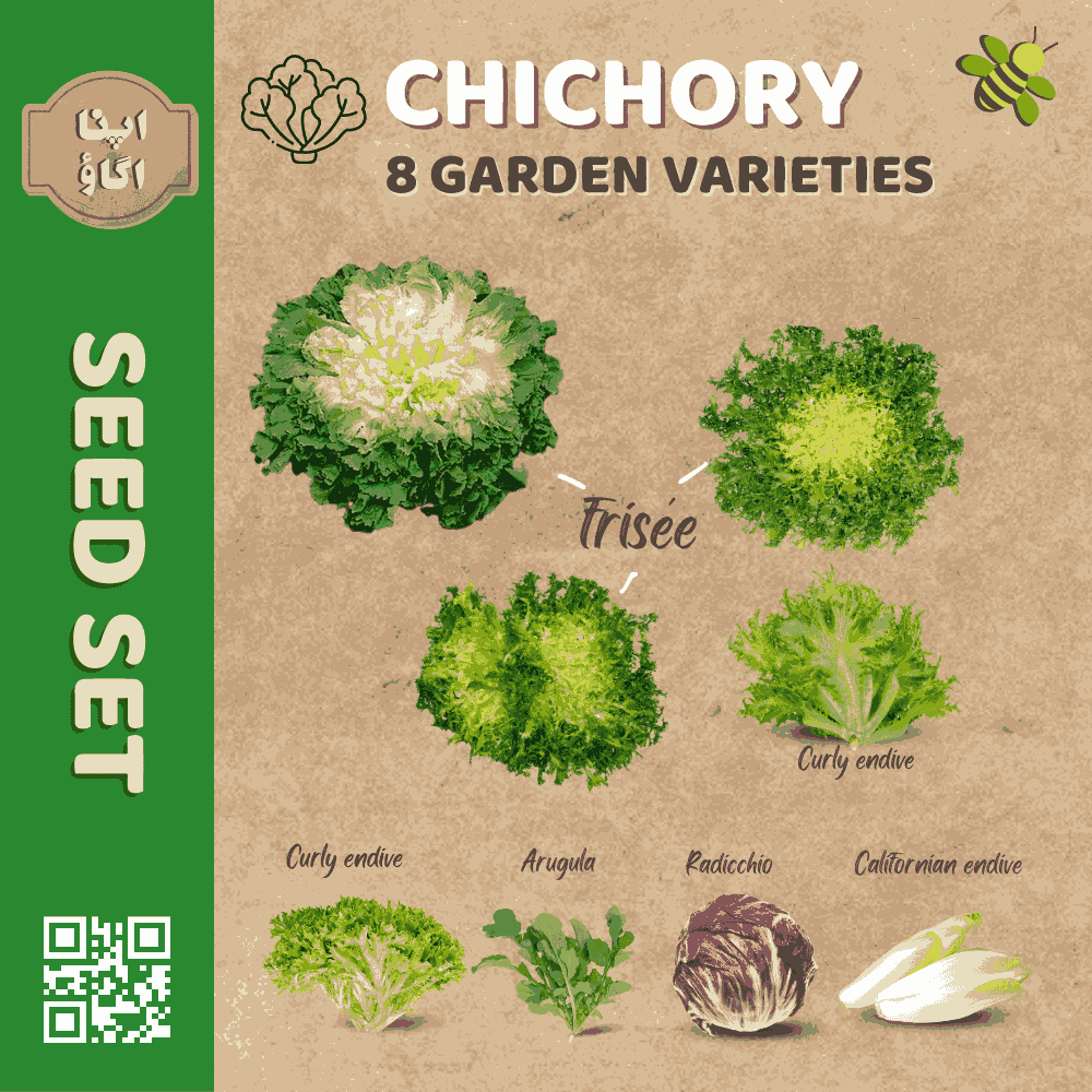 Chicory & Endive Seeds Set &ndash; 8 Gourmet Garden Varieties