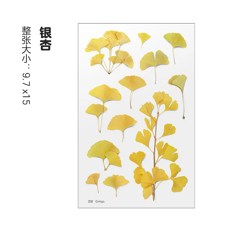 Scrapbooking Paper  - Plants Label Sticker Waterproof PET Stationery Stickers for Photo Albums (F)