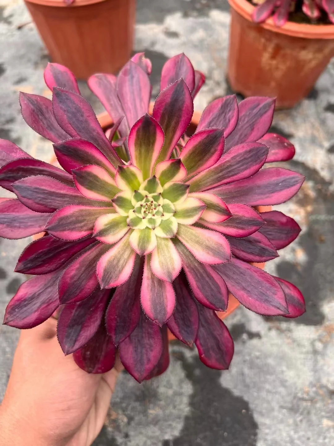 plant Aeonium Echeveria Haworthia  Caudex  Lithops Cactus  Agave 