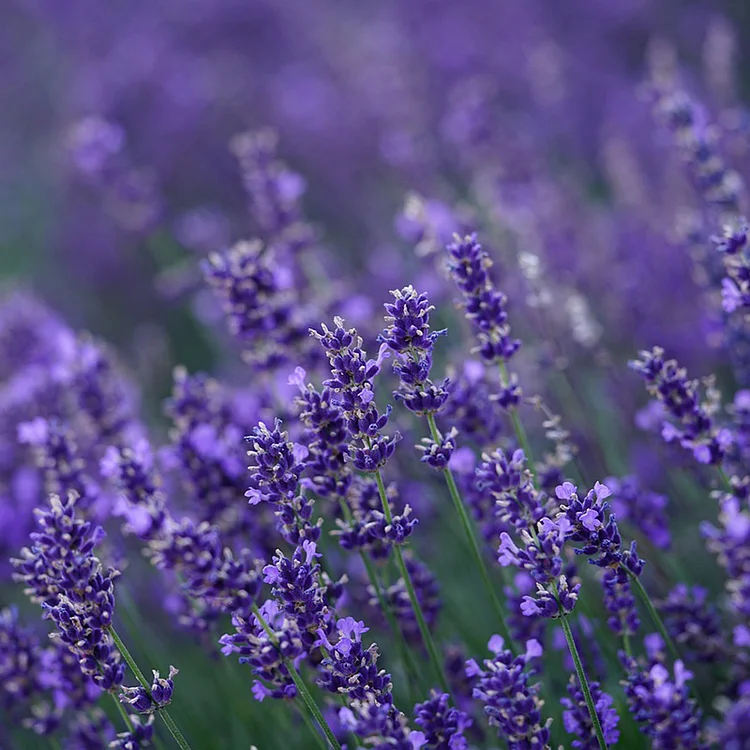 Lavender🪻Flower Seeds