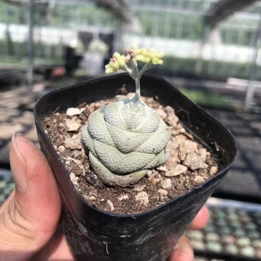 plant Aeonium Echeveria Haworthia  Caudex  Lithops Cactus  Agave 