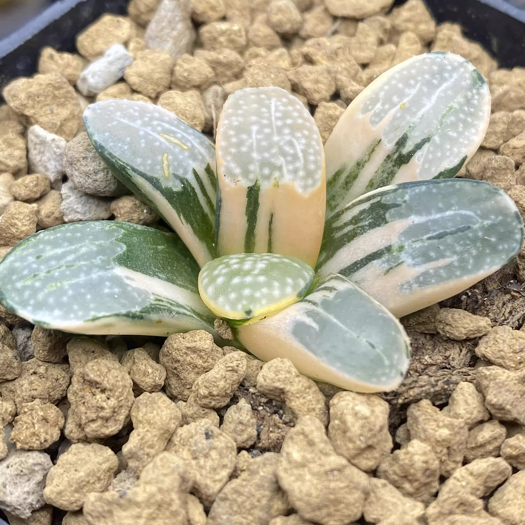fd1.Haworthia groenewaldii variegated 4.5cm/ Haworthia / Succulent plants / Garden landscape / Carefully select healthy plants