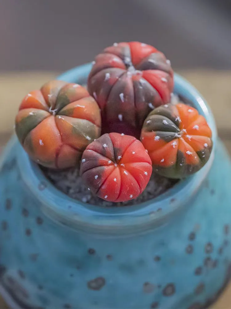 plant Aeonium Echeveria Haworthia  Caudex  Lithops Cactus  Agave 