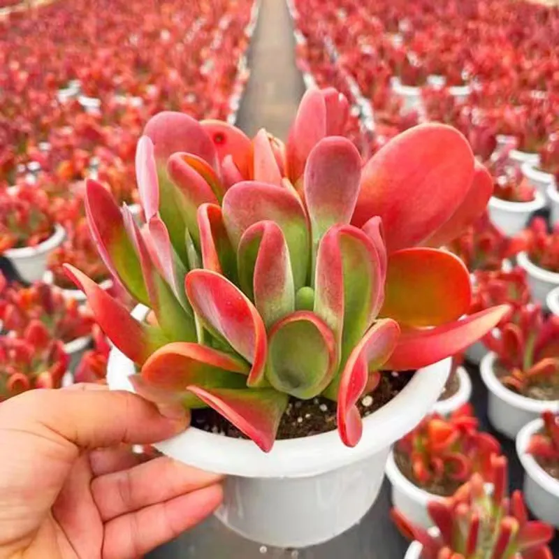 plant Aeonium Echeveria Haworthia  Caudex  Lithops Cactus  Agave 