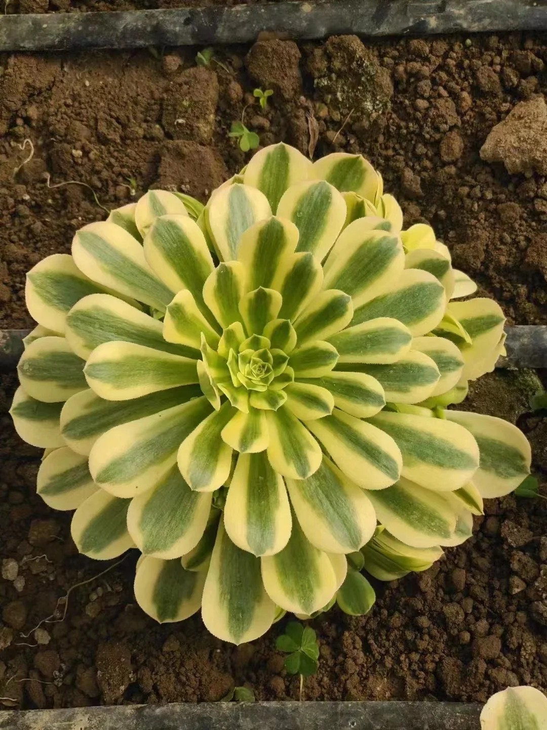 plant Aeonium Echeveria Haworthia  Caudex  Lithops Cactus  Agave 