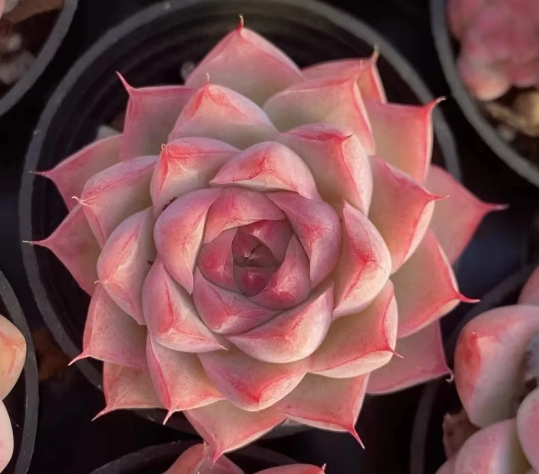 plant Aeonium Echeveria Haworthia  Caudex  Lithops Cactus  Agave 