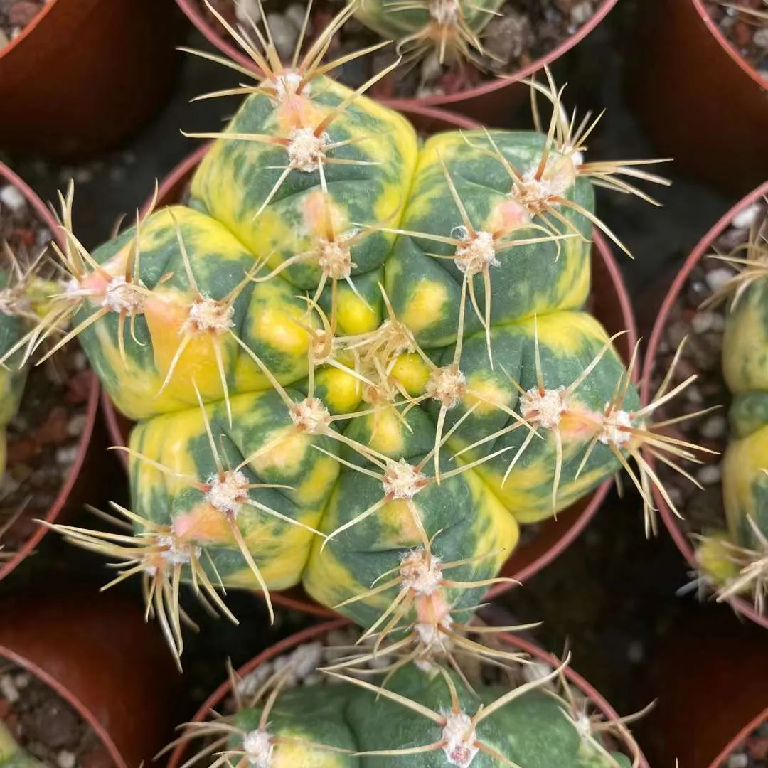 plant Aeonium Echeveria Haworthia  Caudex  Lithops Cactus  Agave 