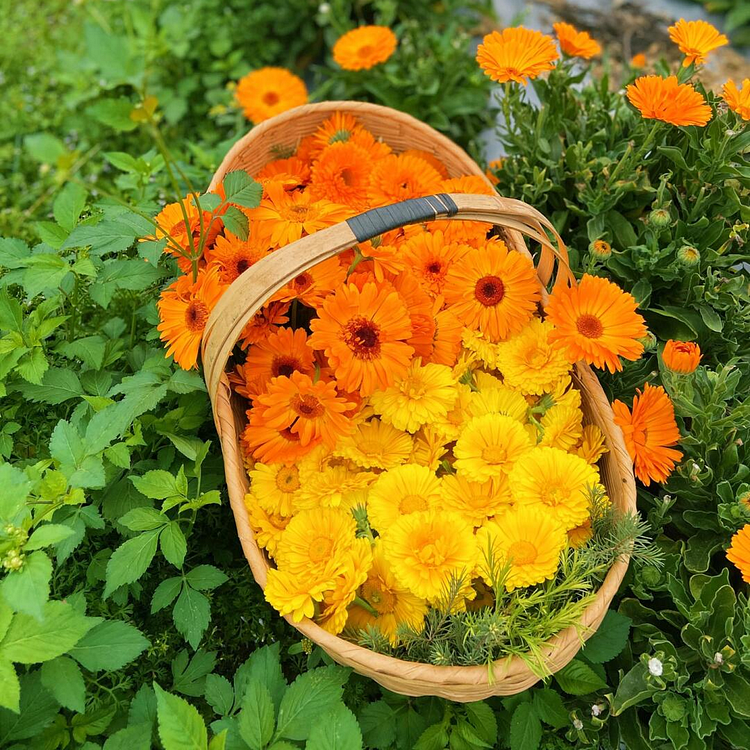 Calendula Seeds 