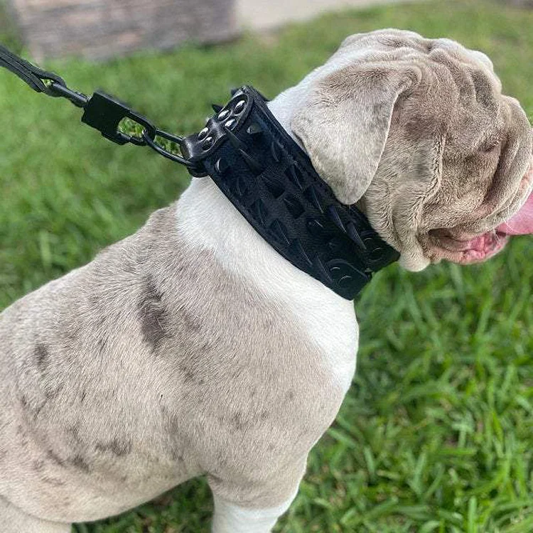 Leather Studded Dog Collar