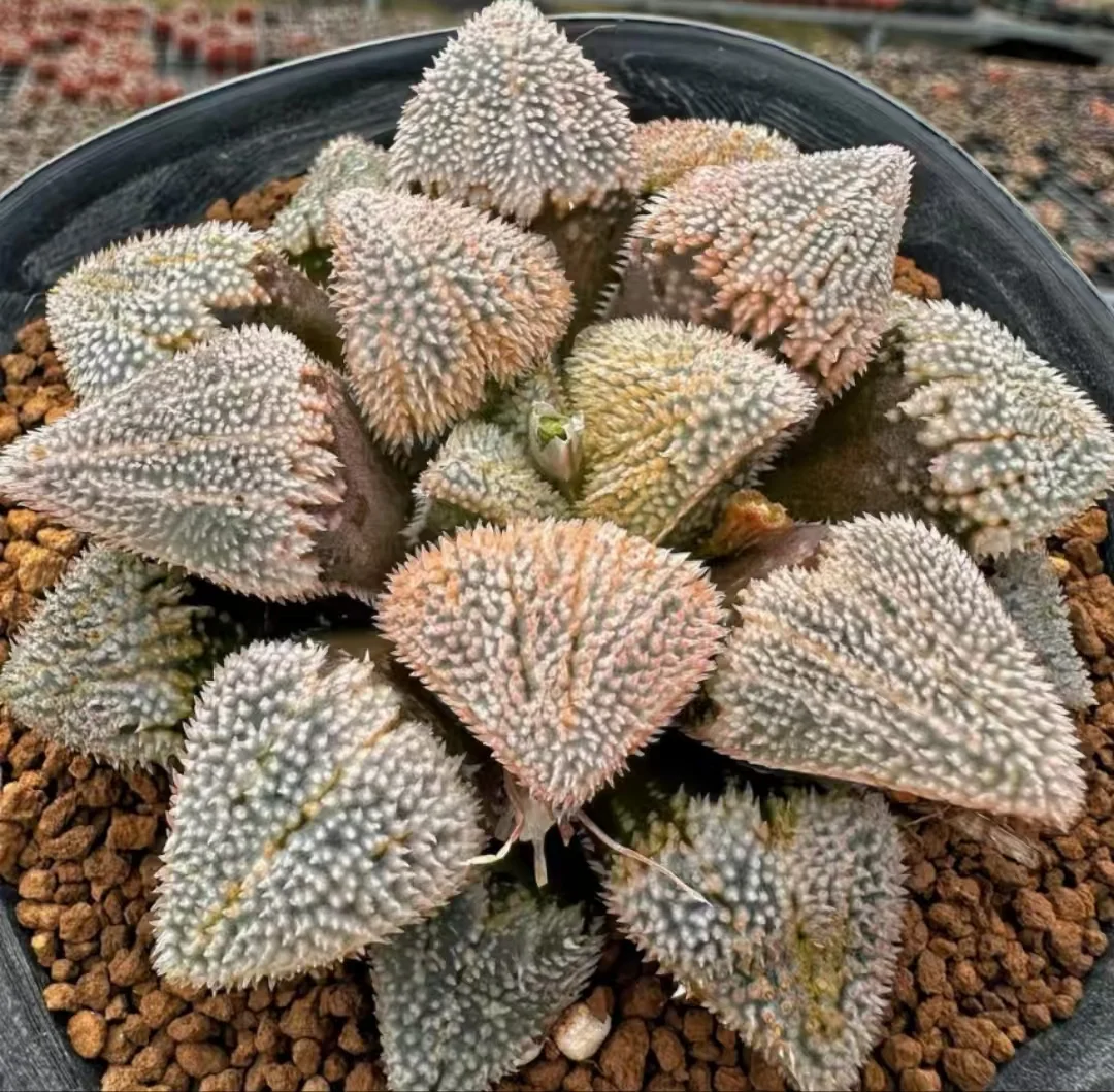 1112.Major Hybrid hedgehog 5cm /Haworthia/ Succulent plants / Garden landscape / Carefully select healthy plants