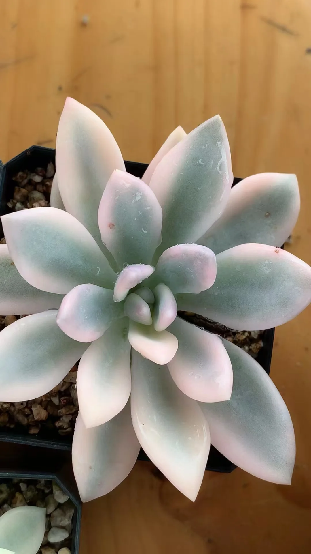 plant Aeonium Echeveria Haworthia  Caudex  Lithops Cactus  Agave 