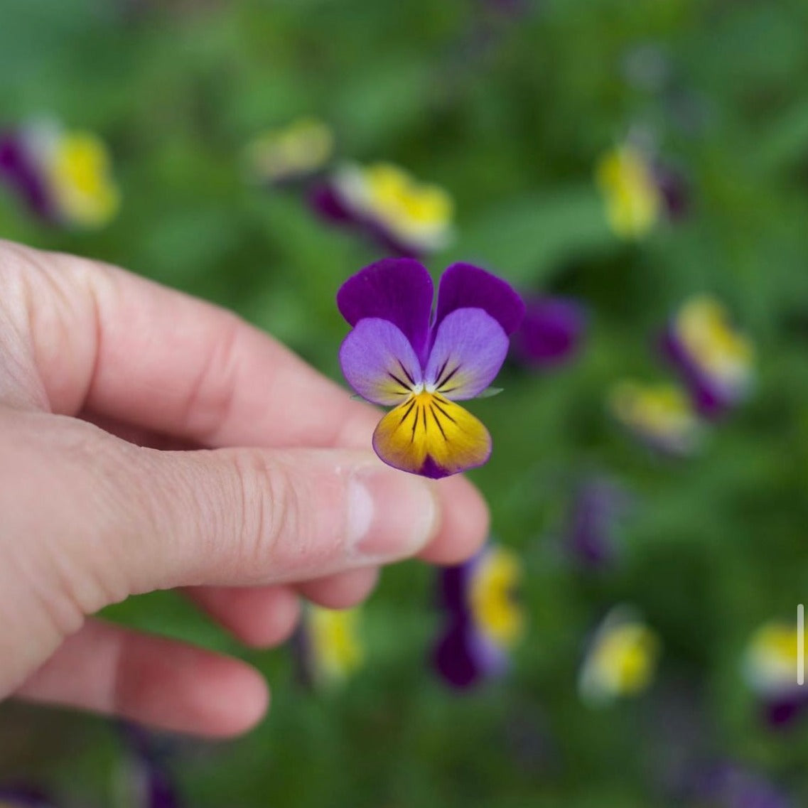 Viola Helen Mount 'Johnny Jump Up' Pansy Flower | X 100 Seeds