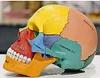 Medical Color Skull Model - 17 Removable Parts Anatomiemiemodelle Of The Human Skull Model Of The Anatomical Anatomy Of The Skull - For The Study Notification, Teaching Medical