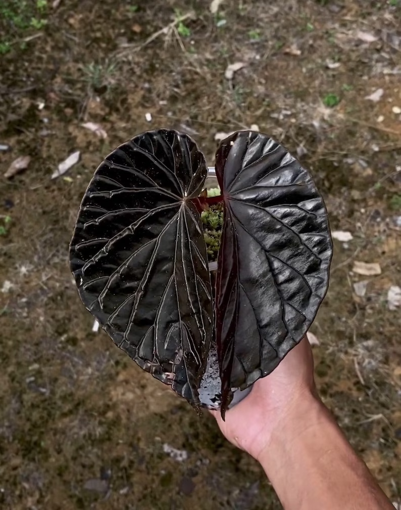 Begonia Black Blood Seeds