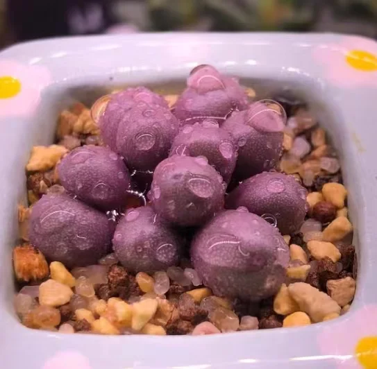 plant Aeonium Echeveria Haworthia  Caudex  Lithops Cactus  Agave 