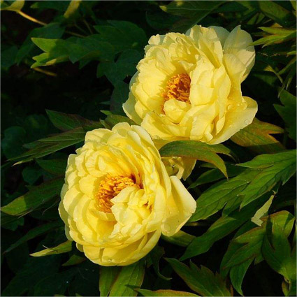 Colorful Peony Flower-Over 5 Colors.