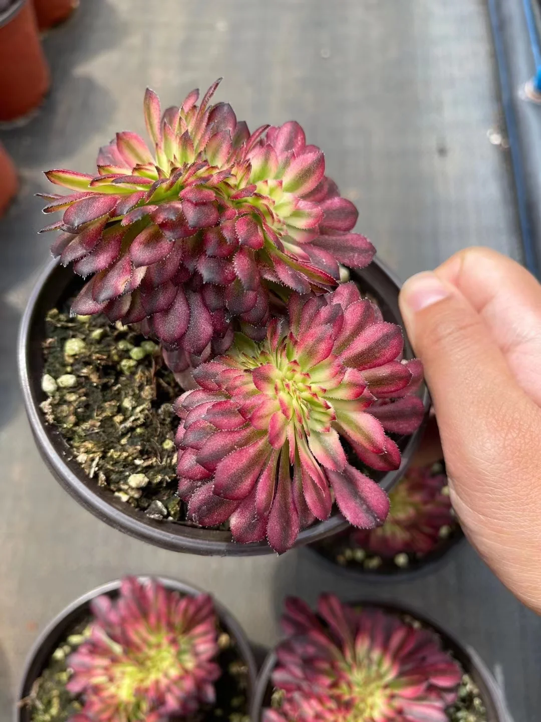 plant Aeonium Echeveria Haworthia  Caudex  Lithops Cactus  Agave 