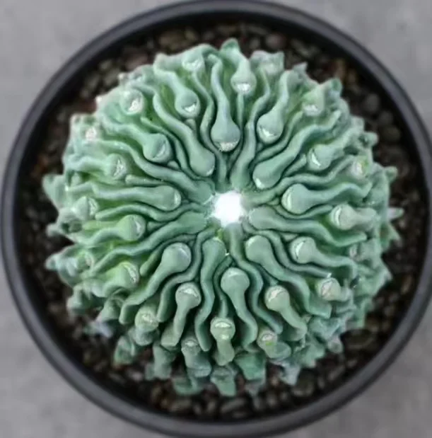 566. Tadpole ball single head and cutting  /Cactus plants /Succulent plants /  Garden landscape / Carefully select healthy plants