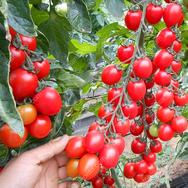 Waterfall Tomato Seeds-Grow delicious sweet and sour tomatoes that hang like waterfalls