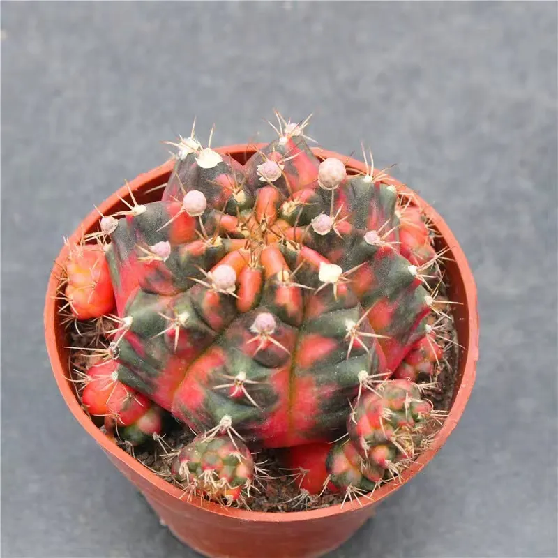 plant Aeonium Echeveria Haworthia  Caudex  Lithops Cactus  Agave 