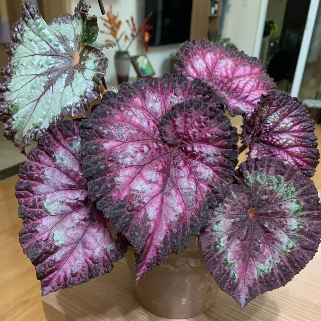 Mardi Gras Begonia Seeds