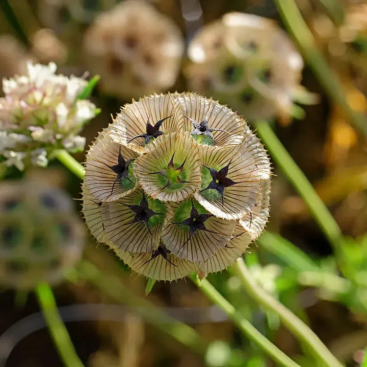 ⭐Starflower Pincushion Seeds