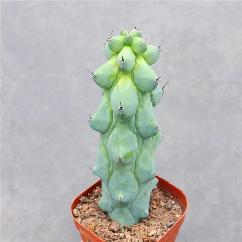 plant Aeonium Echeveria Haworthia  Caudex  Lithops Cactus  Agave 
