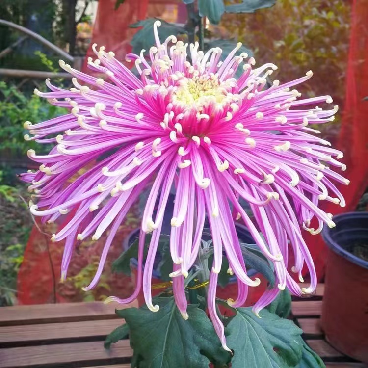 Mixed Spider Mums Flower Seeds-Over 20 Colors