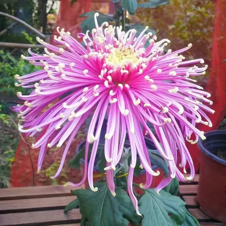 Mixed Spider Mums Flower Seeds-Over 20 Colors Mixed Spider Mums Flower Seeds-Over 20 Colors
